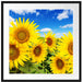 Sonnenblumenwiese unter Himmel Passepartout Quadratisch 70x70