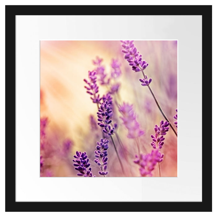 Eleganter Lavendel Passepartout Quadratisch 40x40
