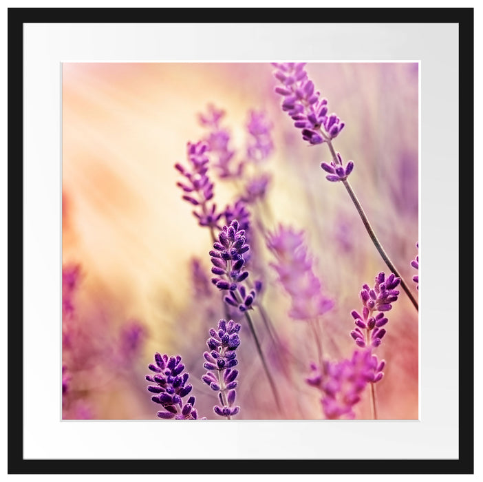 Eleganter Lavendel Passepartout Quadratisch 55x55