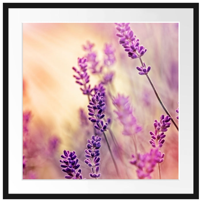 Eleganter Lavendel Passepartout Quadratisch 70x70