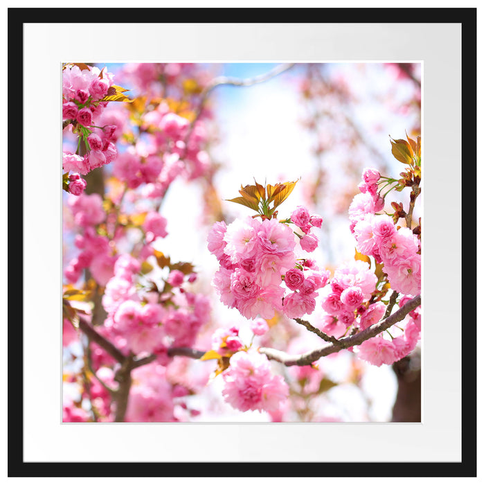 Schöne Kirschblüten Passepartout Quadratisch 55x55