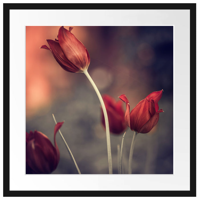 Tulpen im Abendlicht Passepartout Quadratisch 55x55