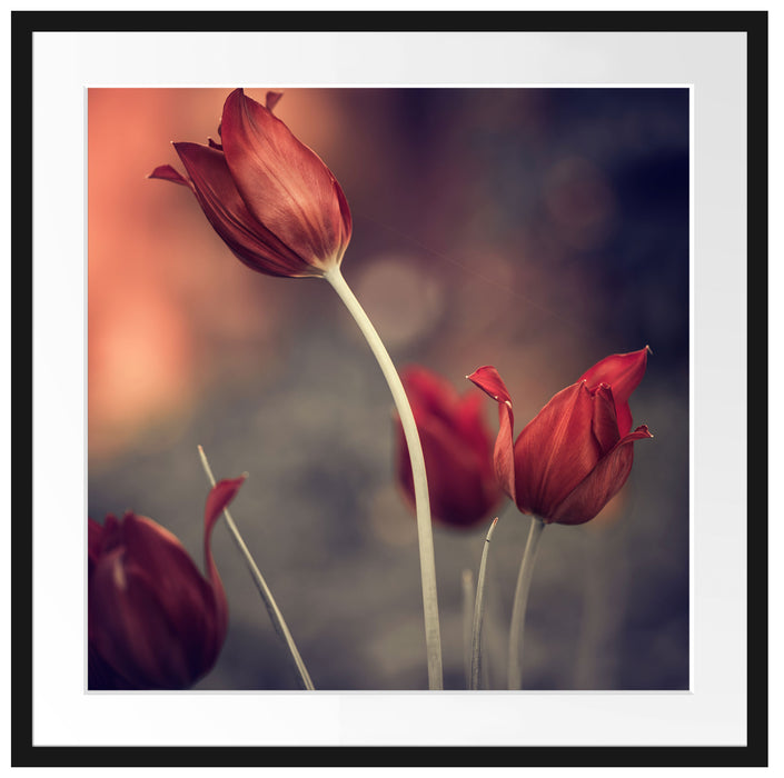 Tulpen im Abendlicht Passepartout Quadratisch 70x70