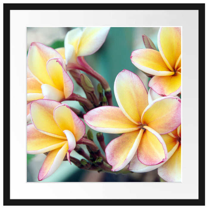 Monoi Blüten auf Hawaii Passepartout Quadratisch 55x55