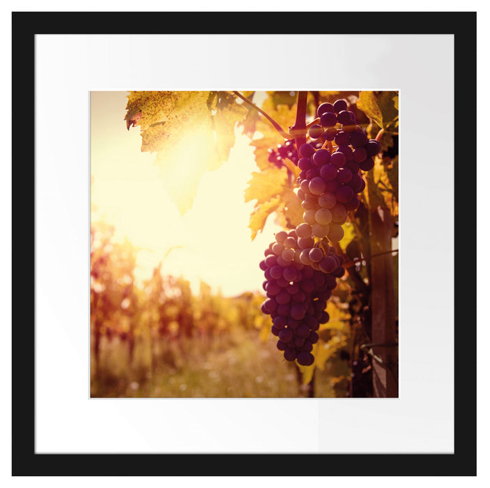 Weinberg im Abendlicht Passepartout Quadratisch 40x40