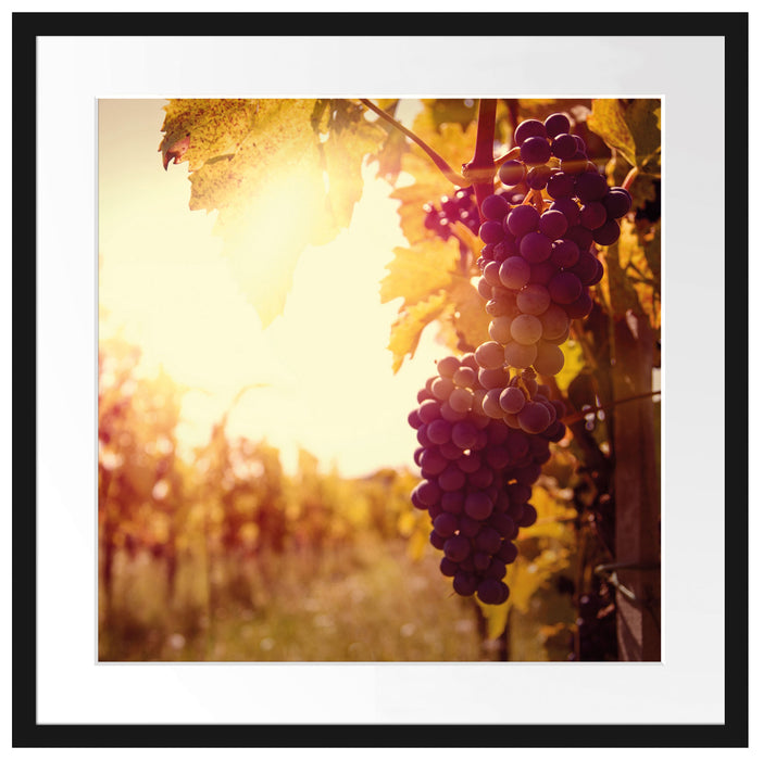 Weinberg im Abendlicht Passepartout Quadratisch 55x55