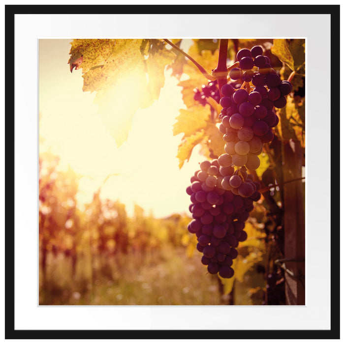 Weinberg im Abendlicht Passepartout Quadratisch 70x70