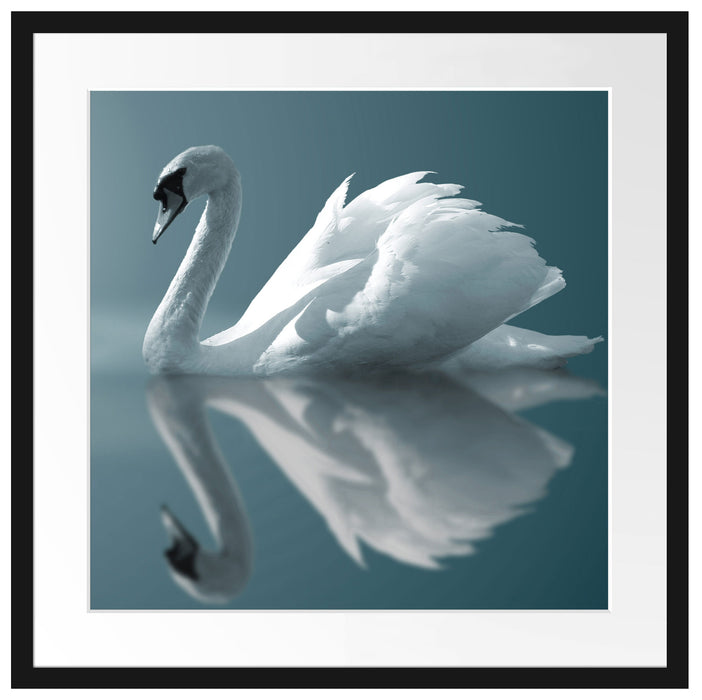 Edler weißer Schwan auf See Passepartout Quadratisch 55x55