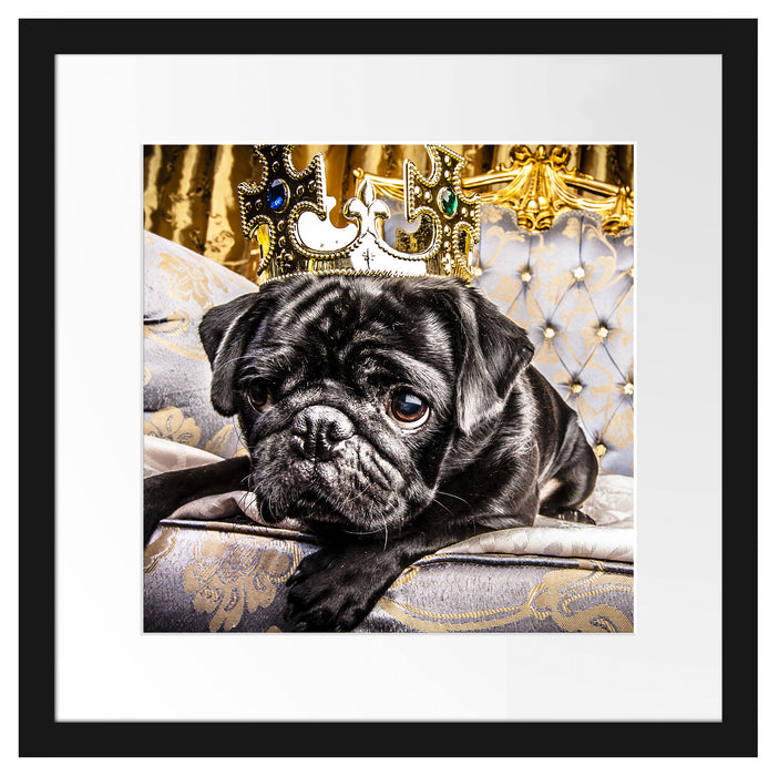 Süßer Mops auf dem Thron Passepartout Quadratisch 40x40