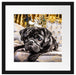 Süßer Mops auf dem Thron Passepartout Quadratisch 40x40
