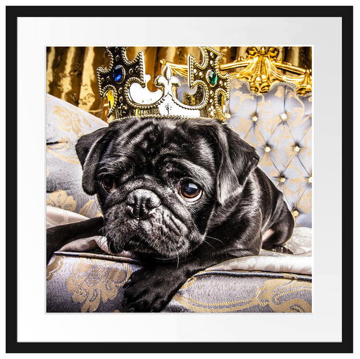 Süßer Mops auf dem Thron Passepartout Quadratisch 55x55