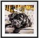 Süßer Mops auf dem Thron Passepartout Quadratisch 55x55