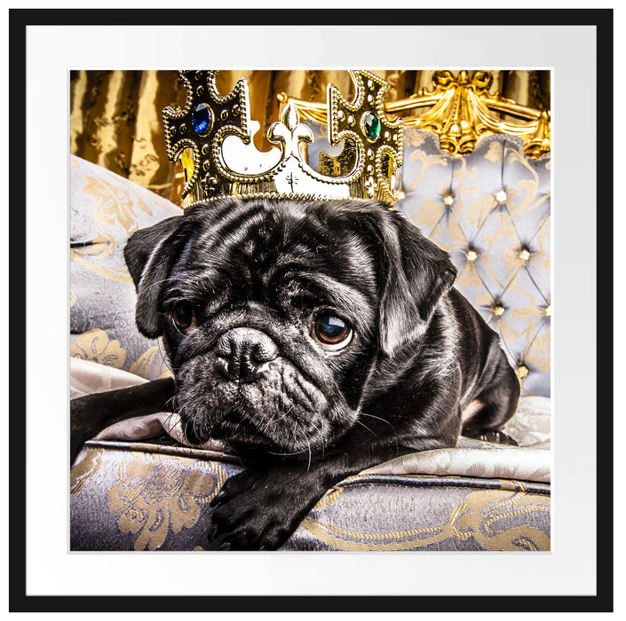 Süßer Mops auf dem Thron Passepartout Quadratisch 70x70