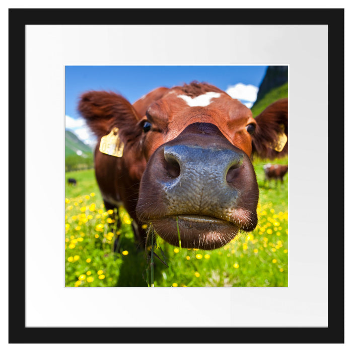 Alpen Kuh auf Bergwiese Passepartout Quadratisch 40x40
