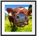 Alpen Kuh auf Bergwiese Passepartout Quadratisch 55x55