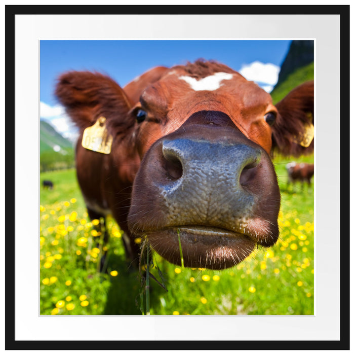 Alpen Kuh auf Bergwiese Passepartout Quadratisch 70x70