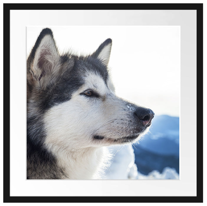 Süßer Husky im Schnee Passepartout Quadratisch 55x55