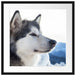 Süßer Husky im Schnee Passepartout Quadratisch 55x55