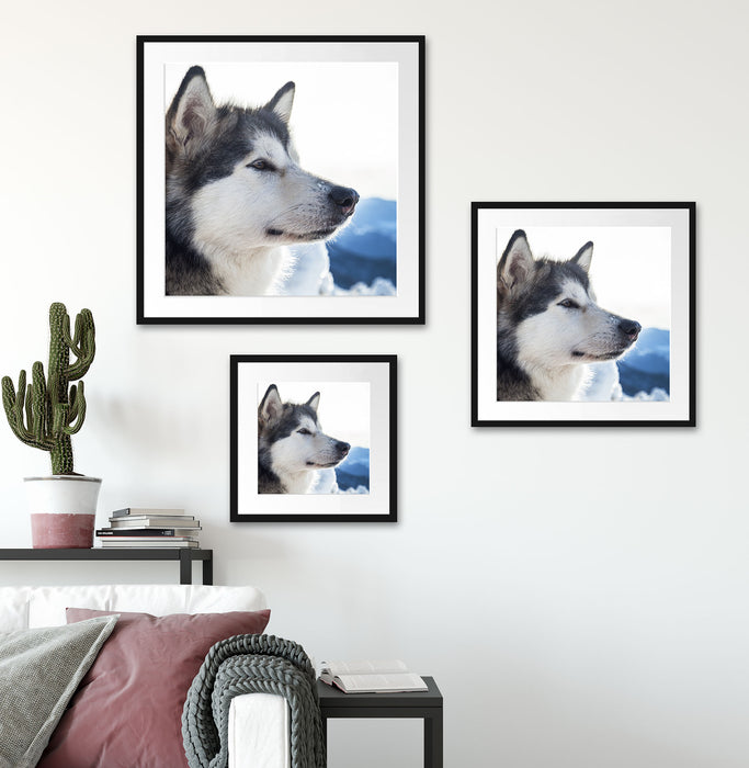 Süßer Husky im Schnee Quadratisch Passepartout Wohnzimmer