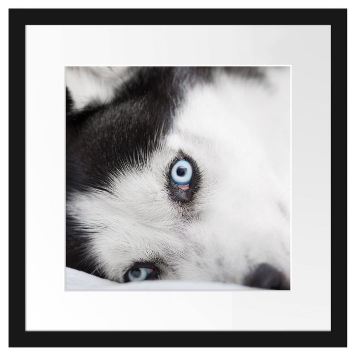 Husky mit Eisblauen Augen im Bett Passepartout Quadratisch 40x40