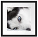 Husky mit Eisblauen Augen im Bett Passepartout Quadratisch 40x40