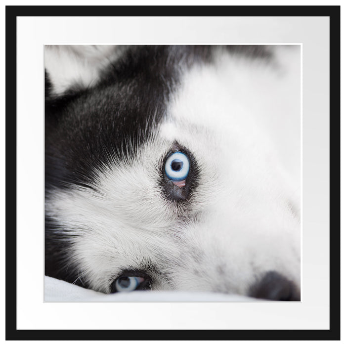 Husky mit Eisblauen Augen im Bett Passepartout Quadratisch 55x55