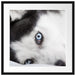 Husky mit Eisblauen Augen im Bett Passepartout Quadratisch 55x55