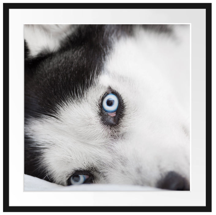 Husky mit Eisblauen Augen im Bett Passepartout Quadratisch 70x70