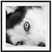Husky mit Eisblauen Augen im Bett Passepartout Quadratisch 70x70