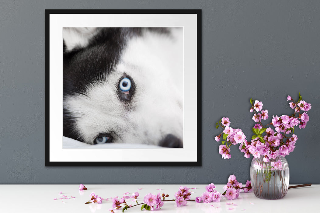 Husky mit Eisblauen Augen im Bett Quadratisch Passepartout Dekovorschlag