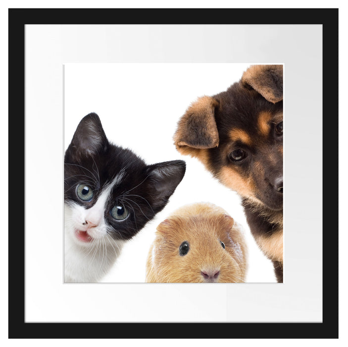 Trio Hund Katze Meerschwein Passepartout Quadratisch 40x40