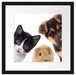 Trio Hund Katze Meerschwein Passepartout Quadratisch 40x40