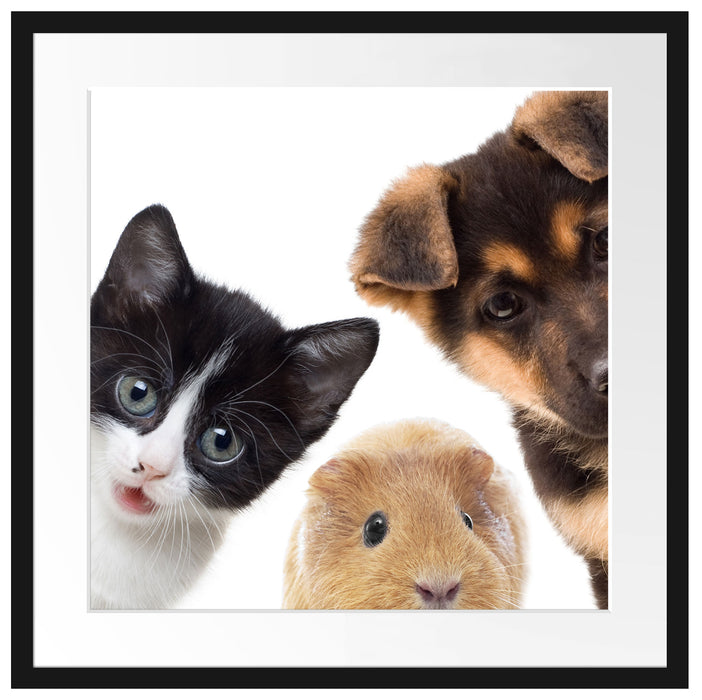 Trio Hund Katze Meerschwein Passepartout Quadratisch 55x55