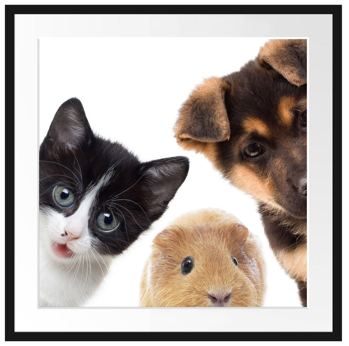 Trio Hund Katze Meerschwein Passepartout Quadratisch 70x70