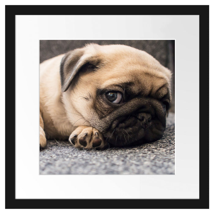 Süßer Mops auf Teppich Passepartout Quadratisch 40x40