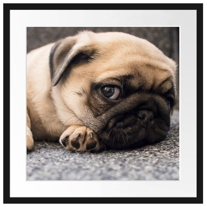 Süßer Mops auf Teppich Passepartout Quadratisch 55x55