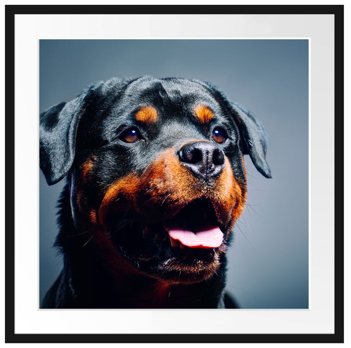 Treuer Rottweiler Passepartout Quadratisch 70x70