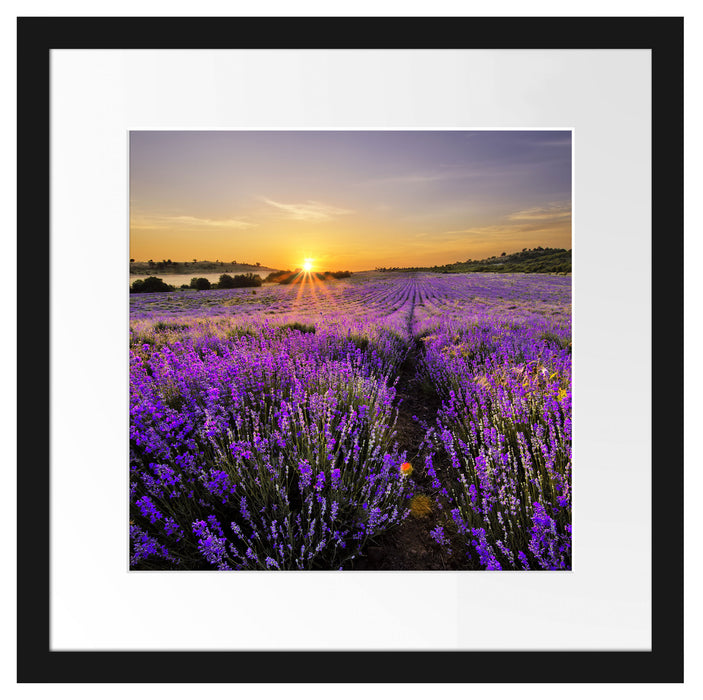 Lavendelfeld in Frankreich Passepartout Quadratisch 40x40