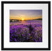 Lavendelfeld in Frankreich Passepartout Quadratisch 40x40