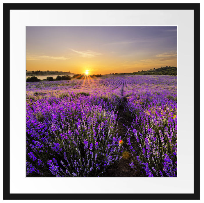 Lavendelfeld in Frankreich Passepartout Quadratisch 55x55
