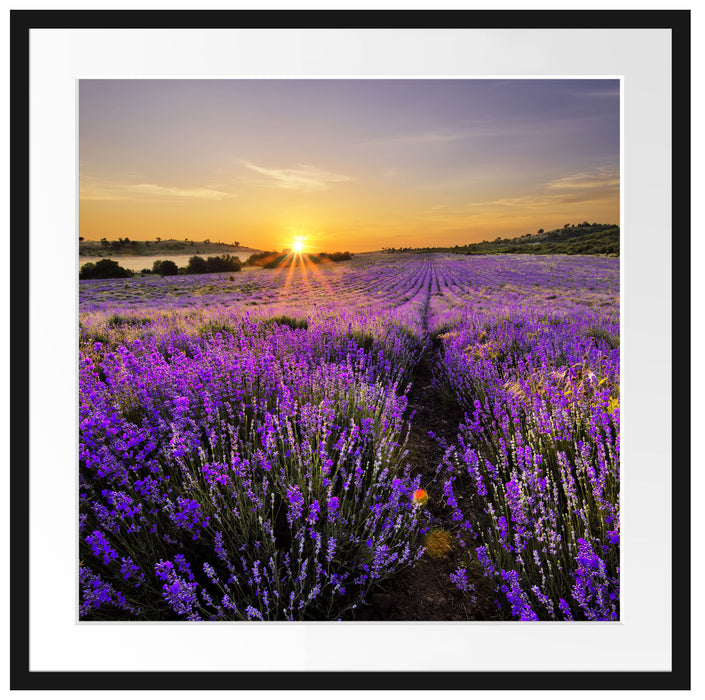 Lavendelfeld in Frankreich Passepartout Quadratisch 70x70
