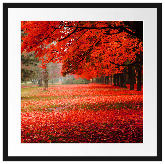 Rot gefärbter Park im Herbst Passepartout Quadratisch 55x55
