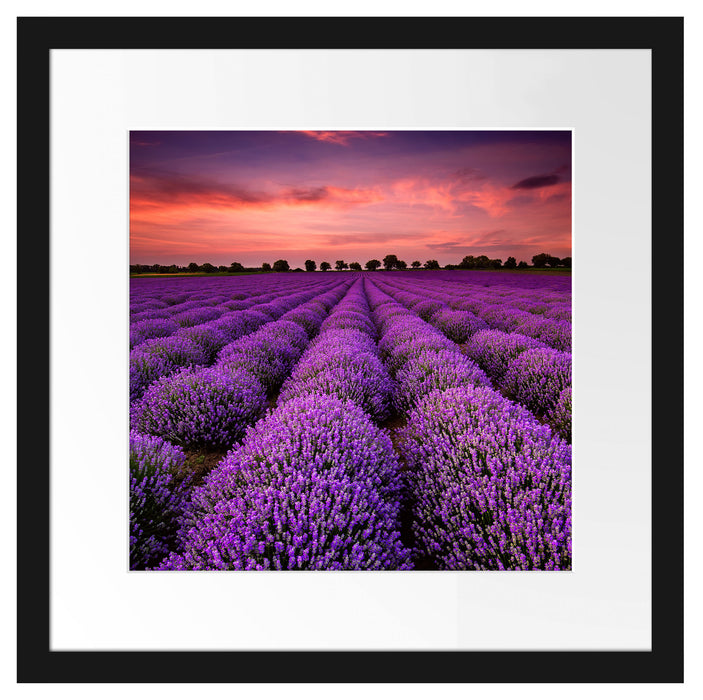 Wunderschöne Lavendel Provence Passepartout Quadratisch 40x40