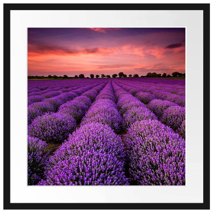 Wunderschöne Lavendel Provence Passepartout Quadratisch 55x55