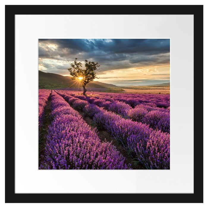 Lavendel Provence mit Baum Passepartout Quadratisch 40x40