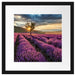 Lavendel Provence mit Baum Passepartout Quadratisch 40x40