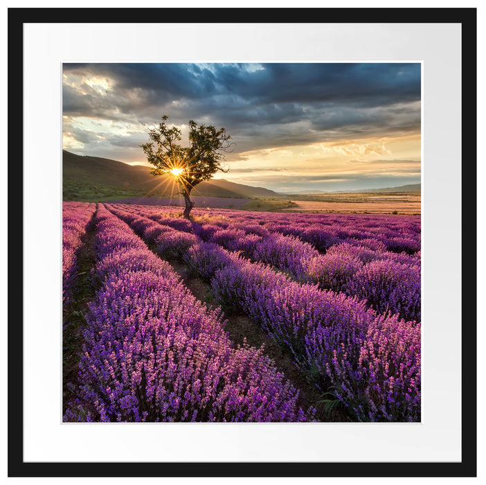 Lavendel Provence mit Baum Passepartout Quadratisch 55x55