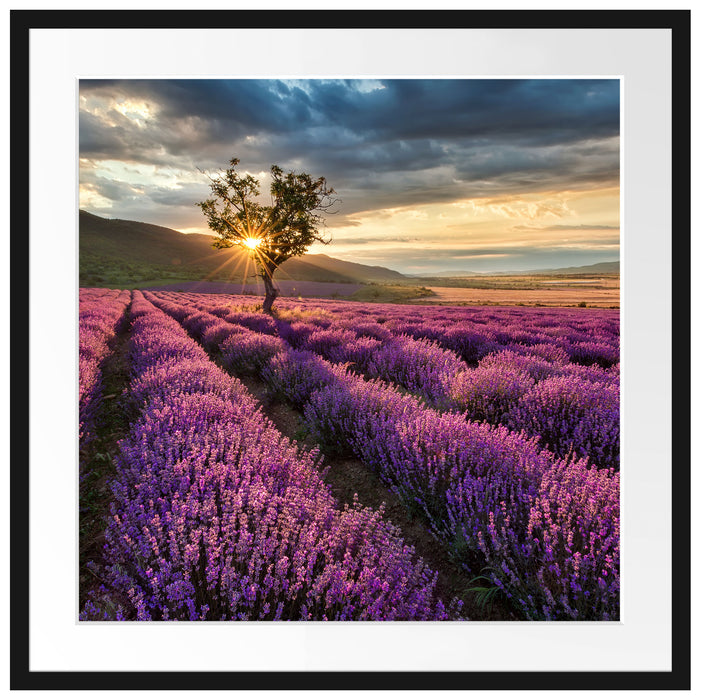 Lavendel Provence mit Baum Passepartout Quadratisch 70x70
