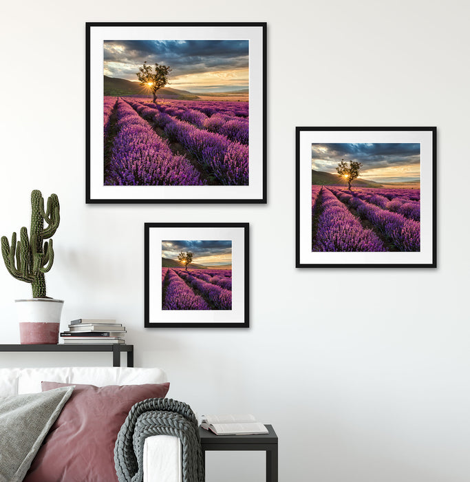 Lavendel Provence mit Baum Quadratisch Passepartout Wohnzimmer