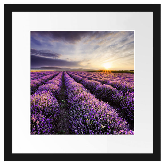 Traumhafte Lavendel Provence Passepartout Quadratisch 40x40